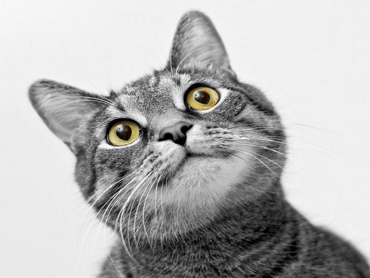 Удивленные морды котов