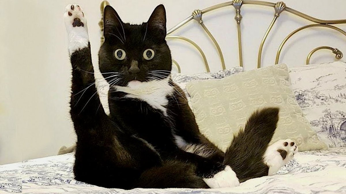 Прикольный кот