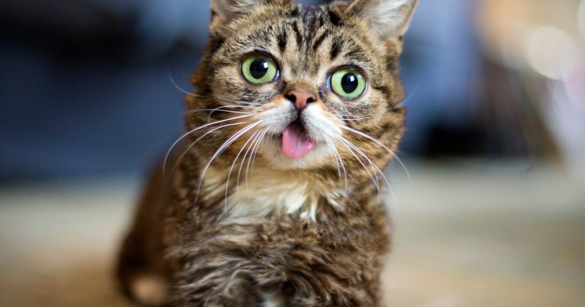 Кот с удивленной мордой