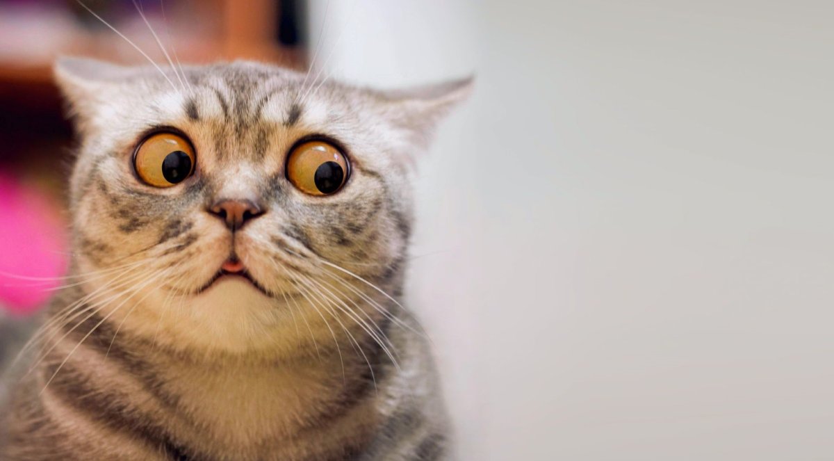 Удивленный кот Мем