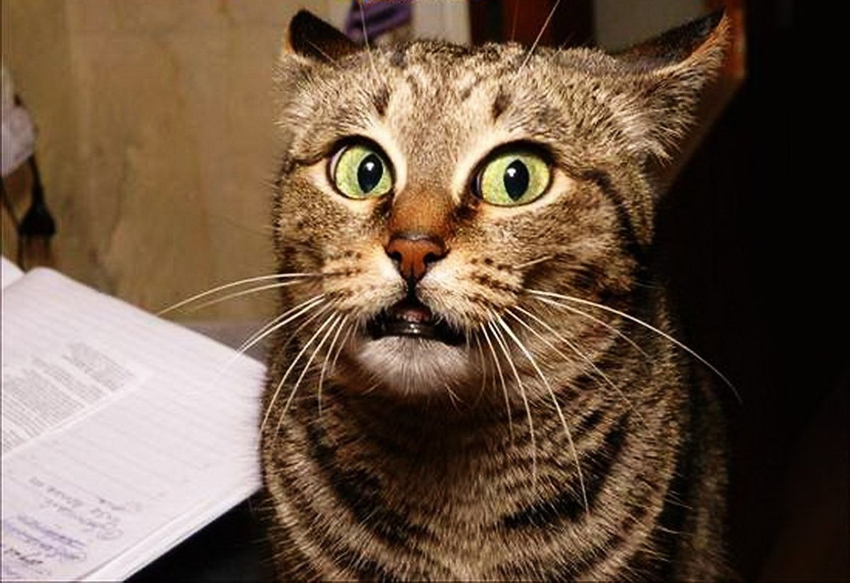 Кот с вытаращенными глазами