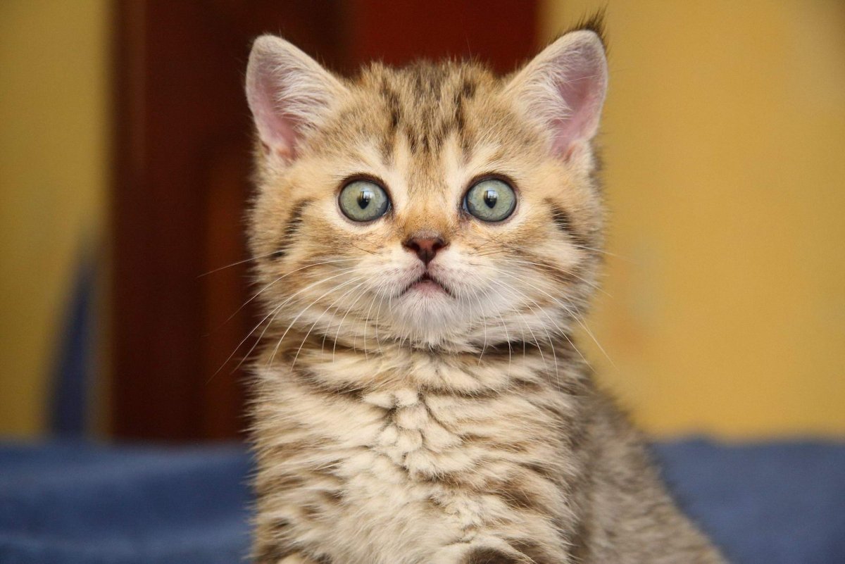Котенок в шоке