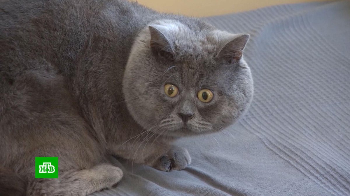 Ростовский кот Федя