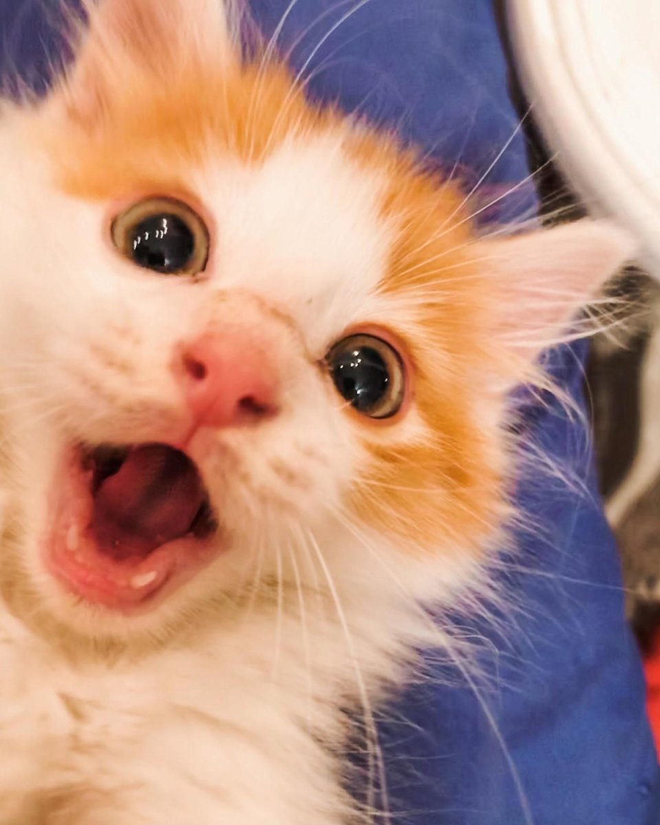 Котенок удивлен