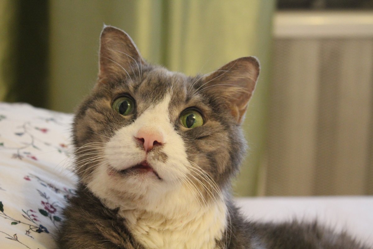 Удивленный взгляд кота