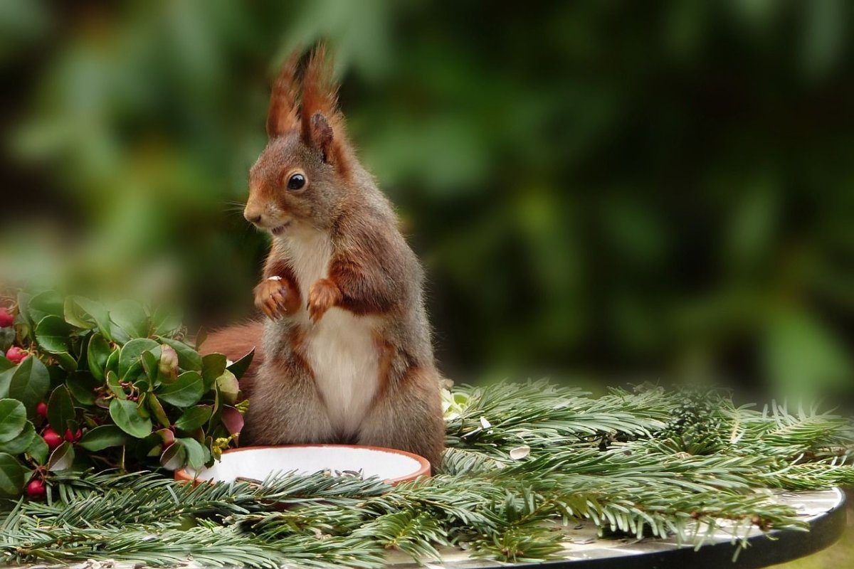Белка с золотыми орешками
