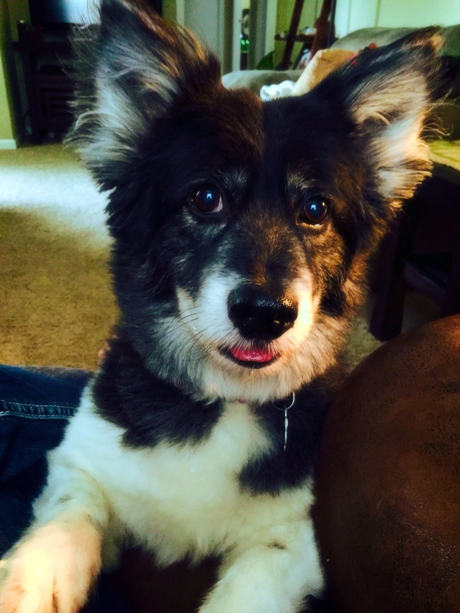 Бордер колли и корги