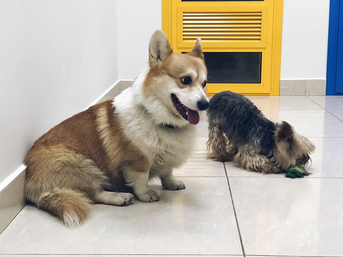 Метис вельш корги и шпица