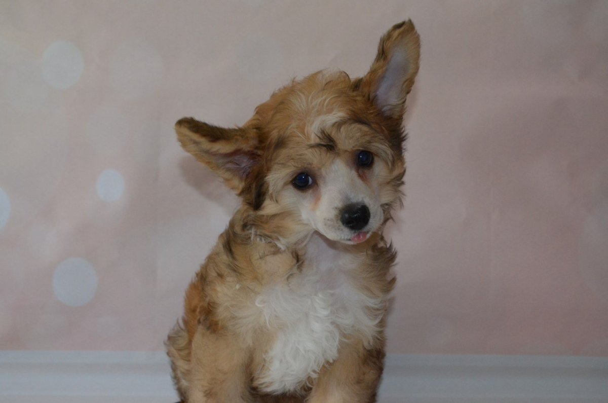 Метис вельш корги и Йорка