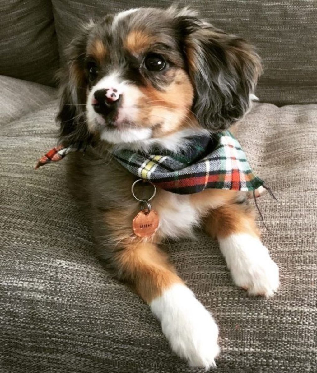 Метис МОПСА И хаски