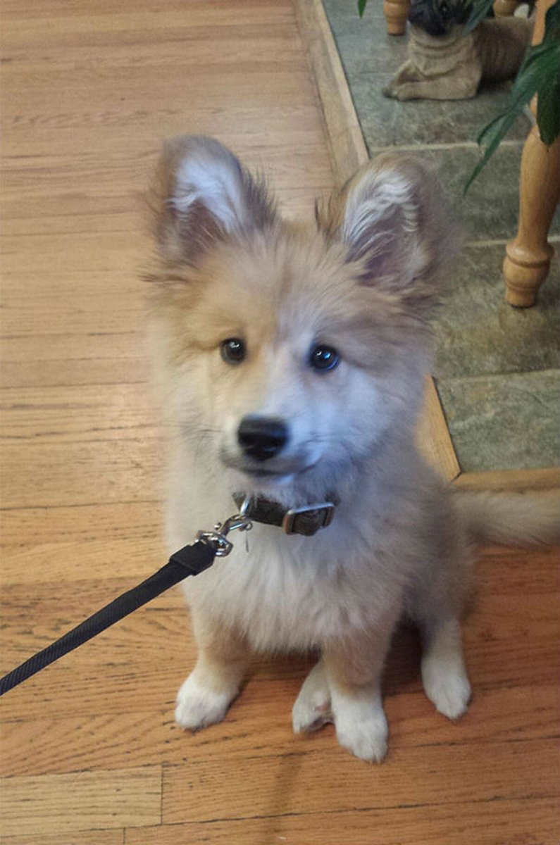 Йоркширский терьер чорки