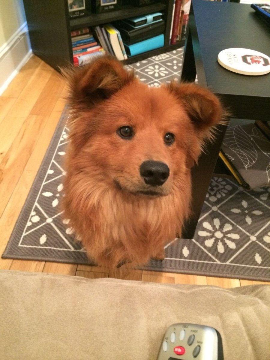 Чау чау и корги