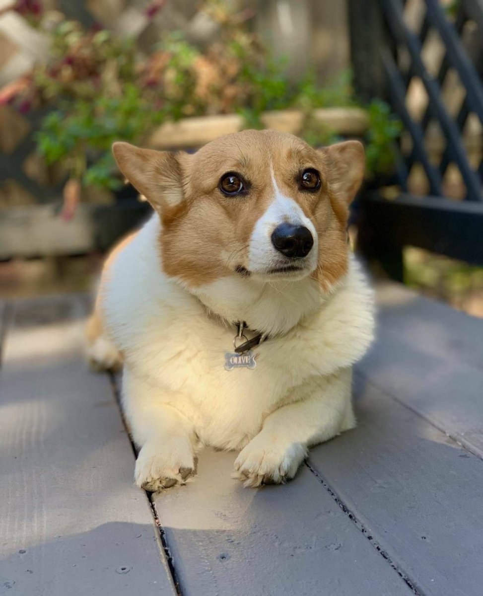 Метис корги и чихуахуа