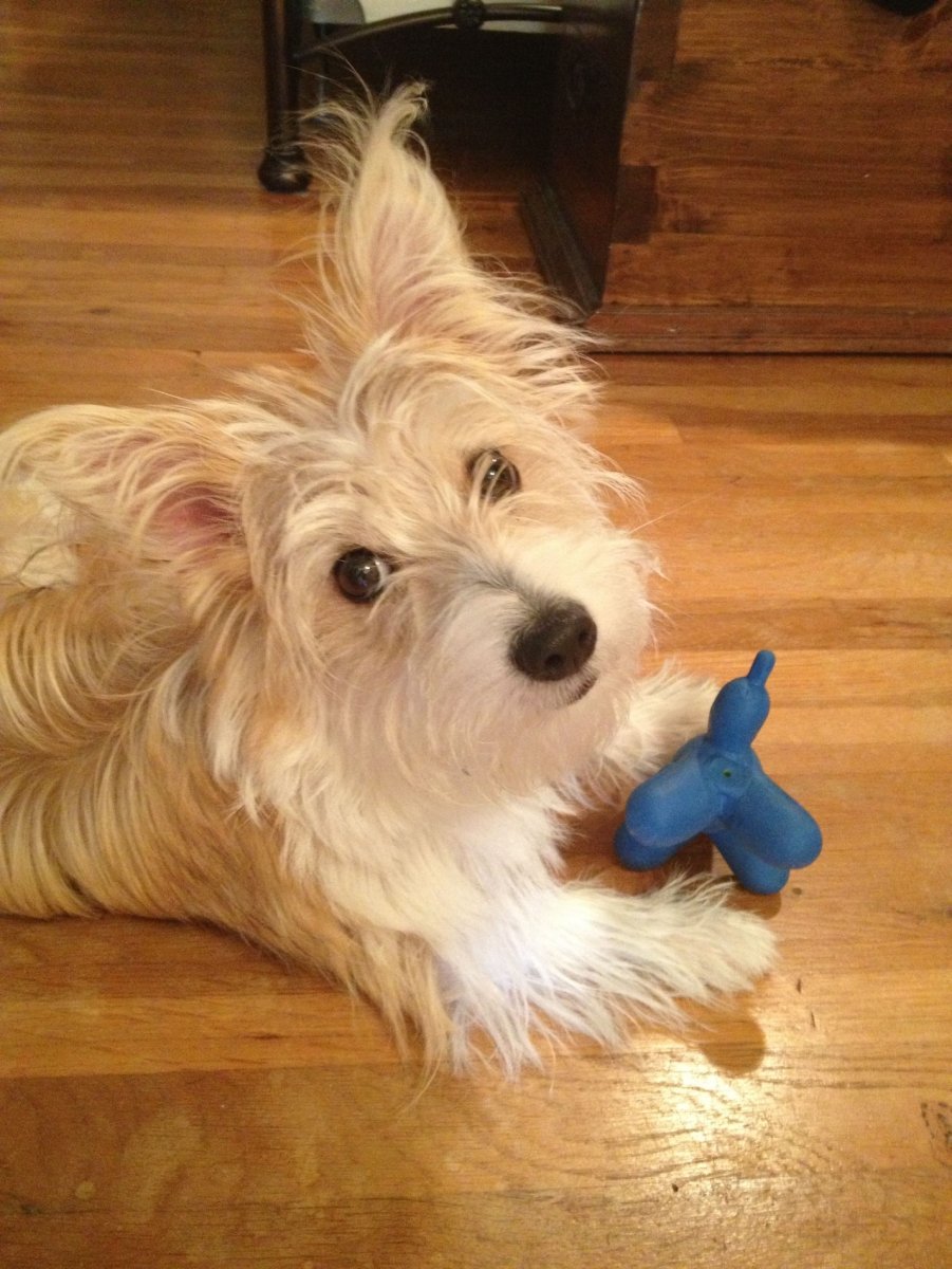 Метис корги и Болонки