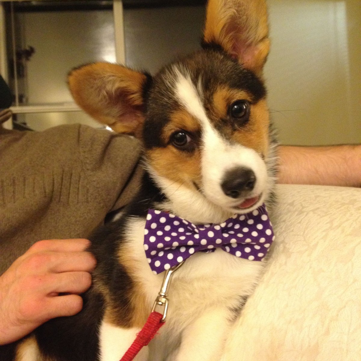 Доберман корги Бигль