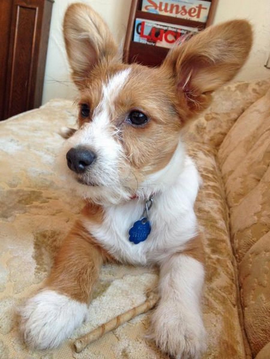 Метис корги и терьера