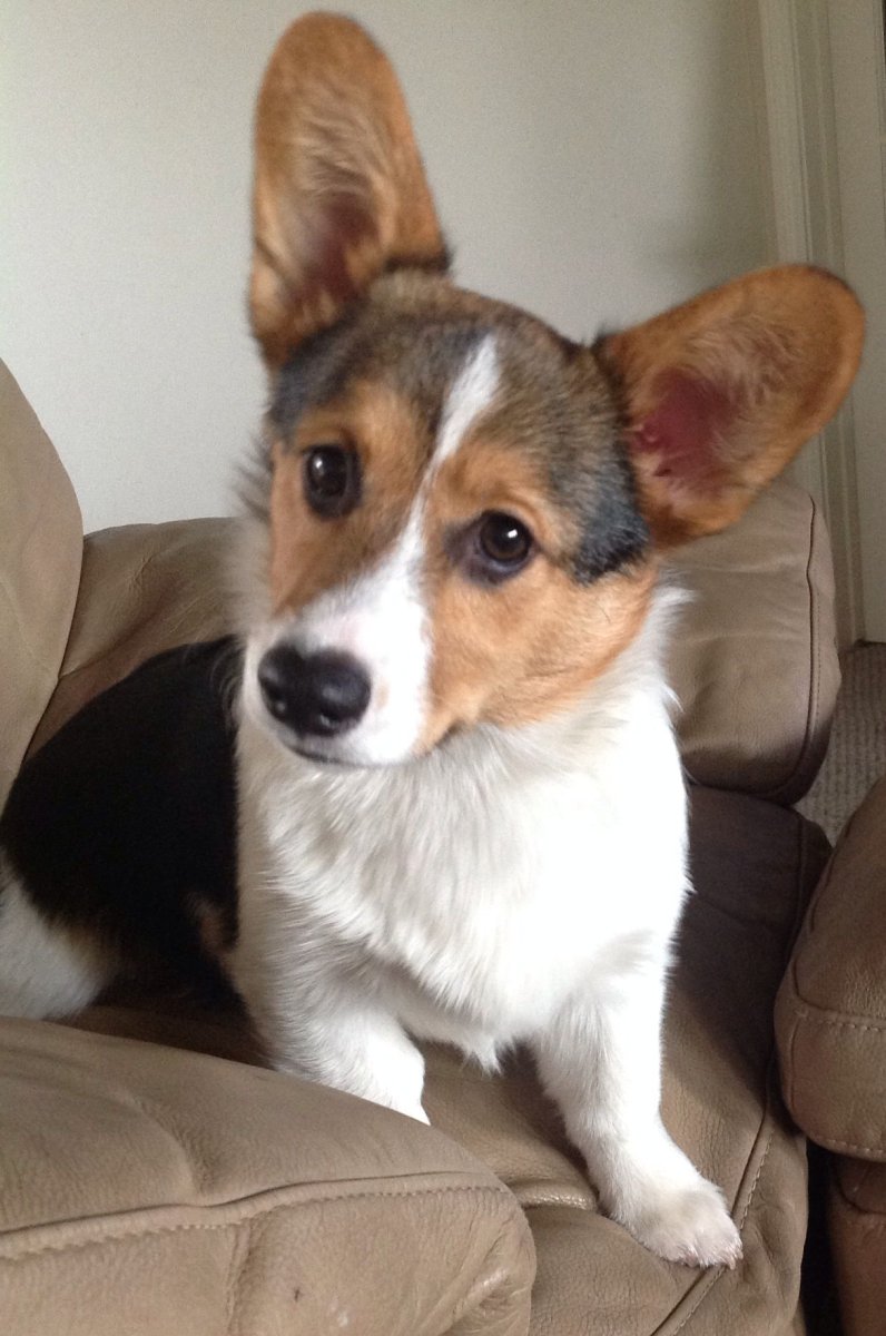 Метис корги и аусси