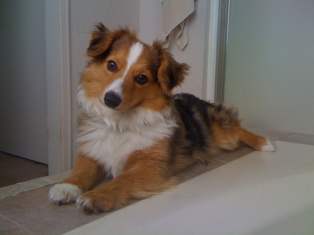 Метис корги и аусси