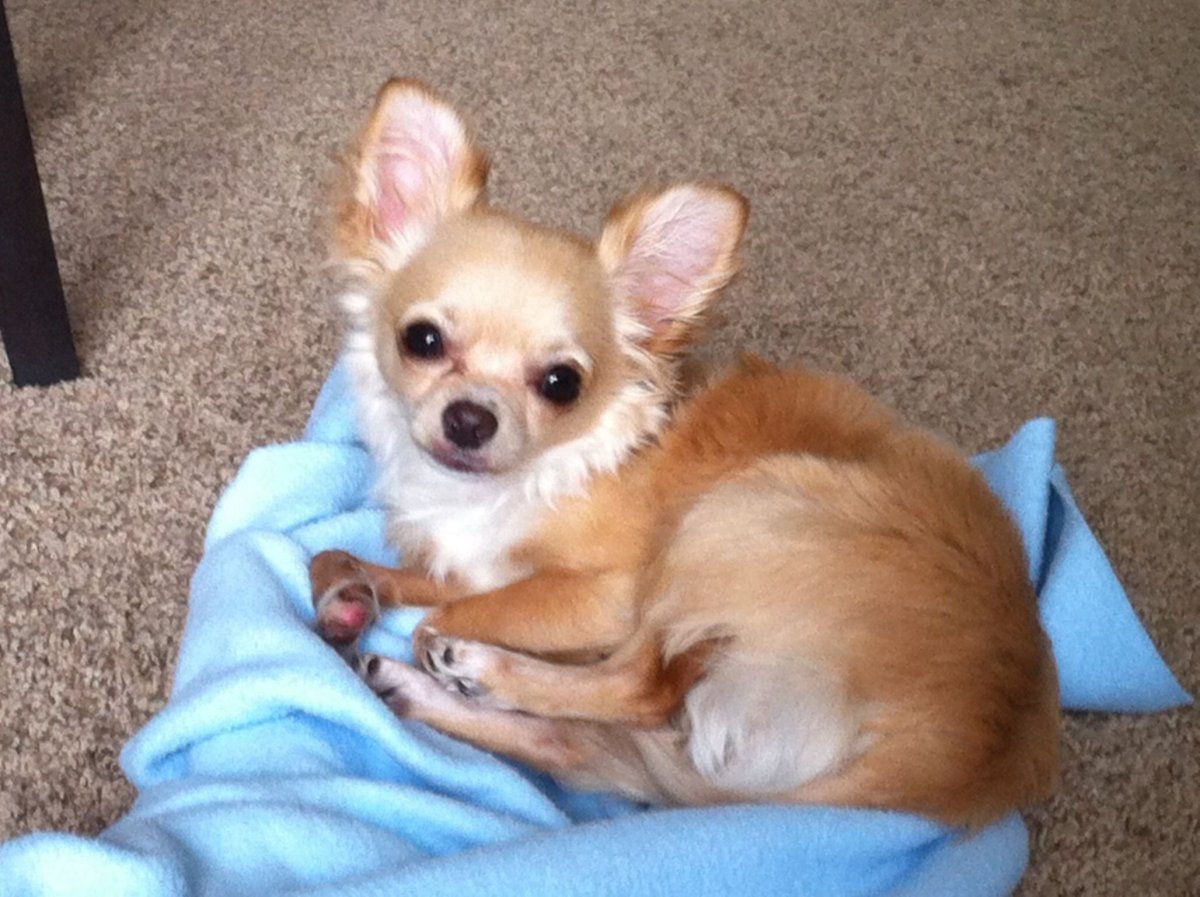 Метис корги и хаски