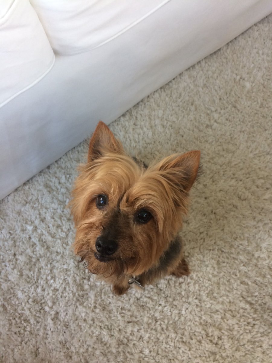 Метис вельш корги