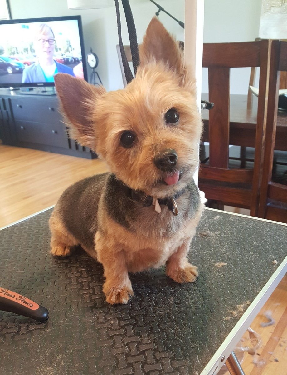 Метис корги и терьера