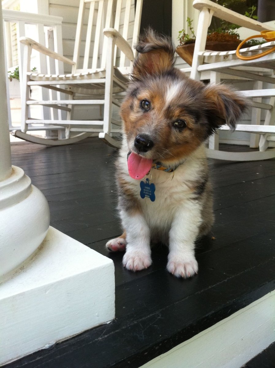 Метис корги и аусси