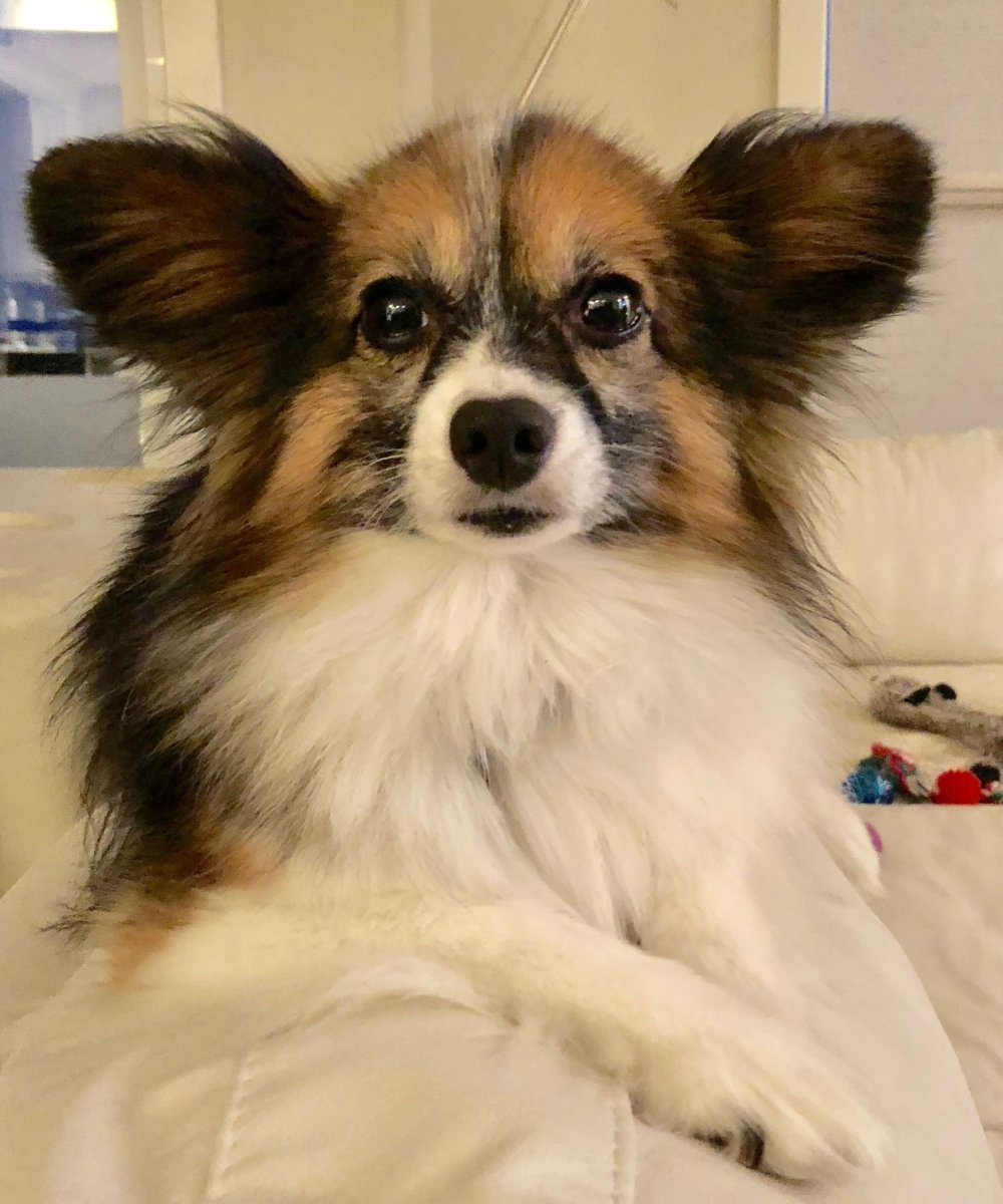 Вельш корги +аусси