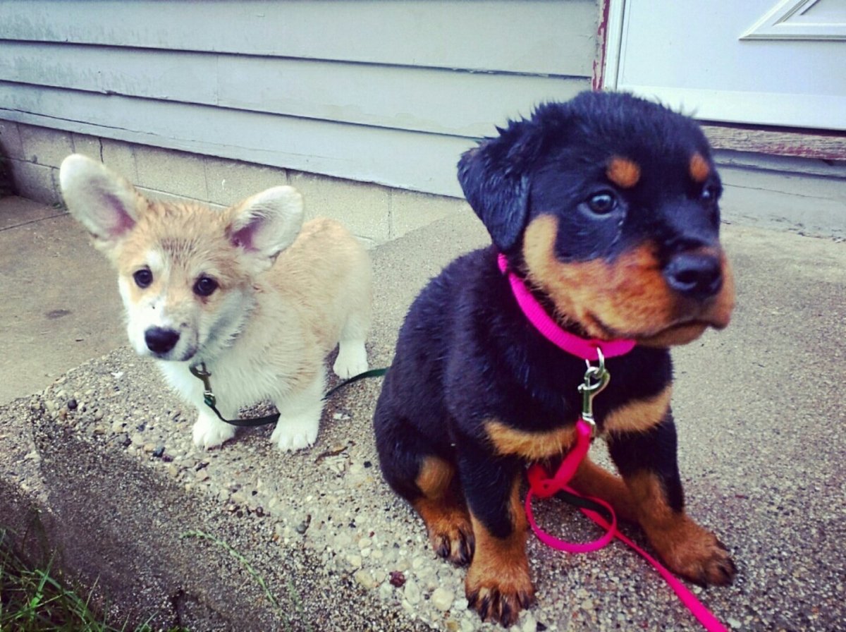 Собаки смешанных пород