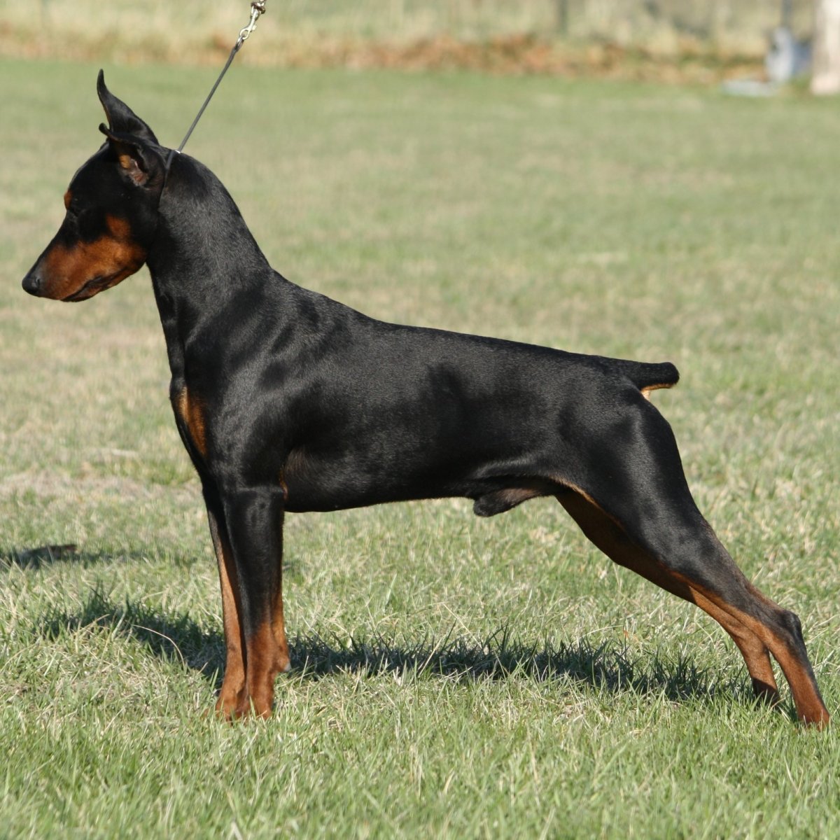 Старонемецкий пинчер