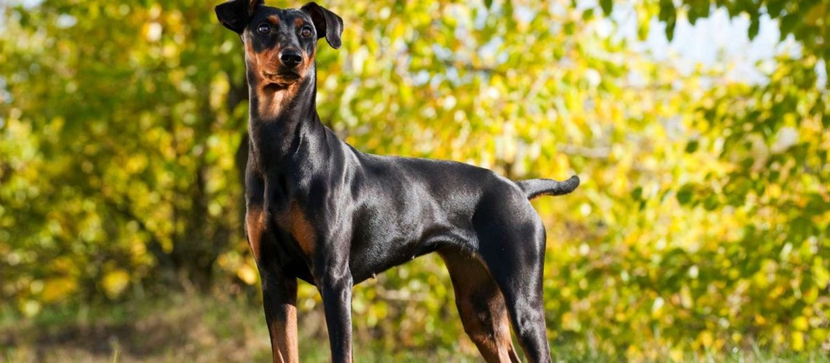 Старонемецкий пинчер