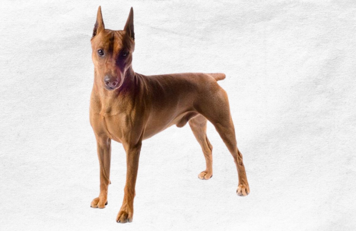 Рассел пинчер