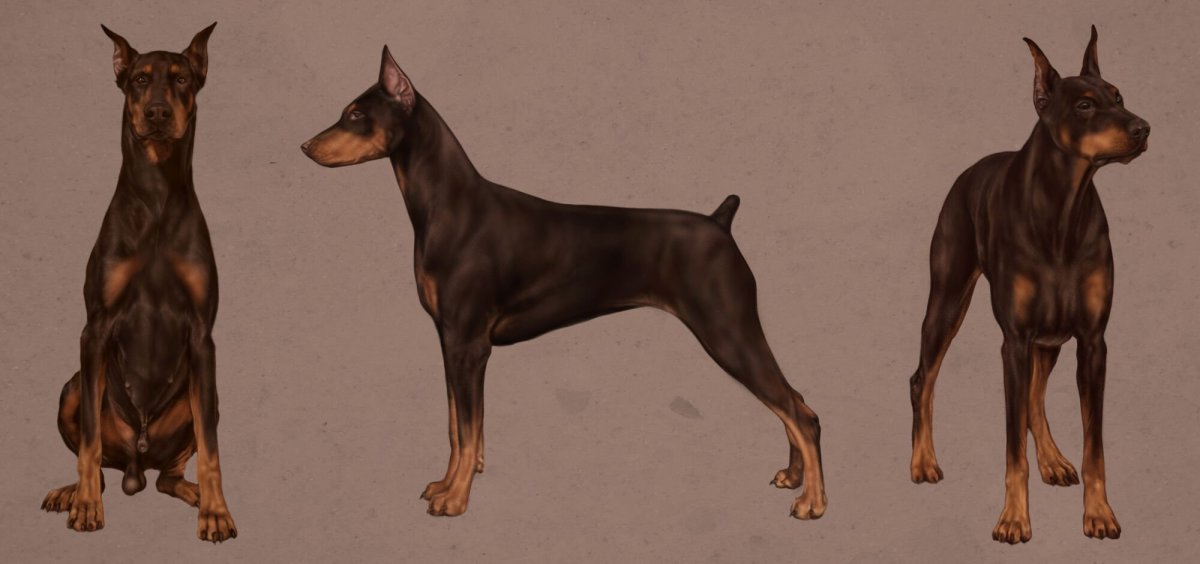 Японский пинчер мини Доберман