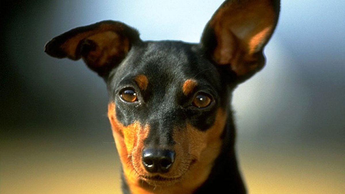 Цвергпинчер карликовый Доберман