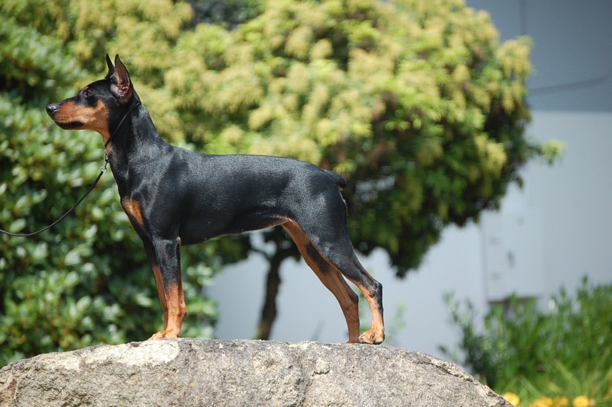 Манчестер терьер купированные