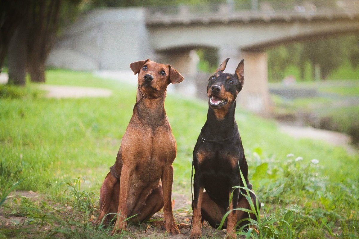 Собака немецкий пинчер
