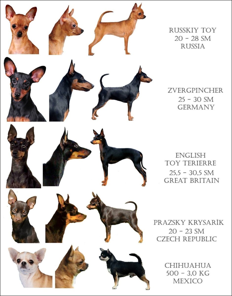 Осень пинчер