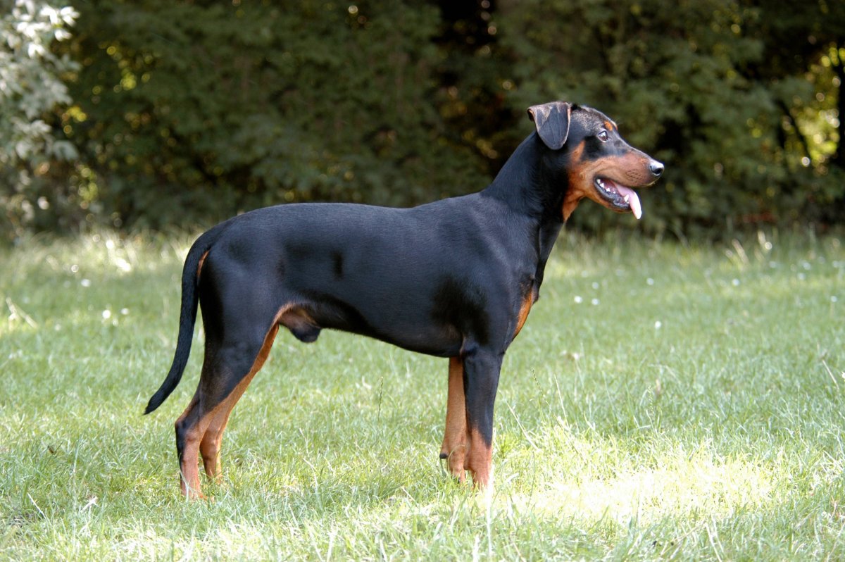 Порода собак Доберман