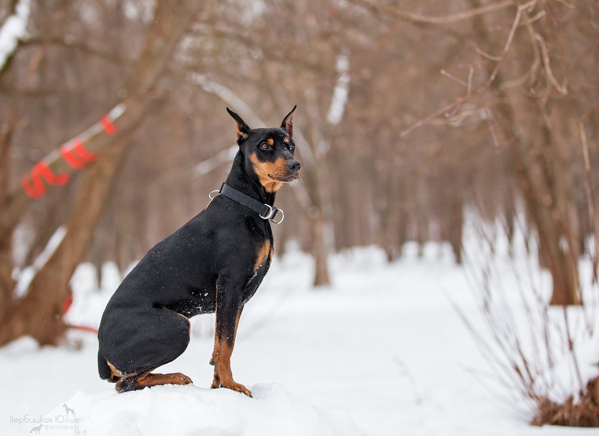 Порода собак Доберман