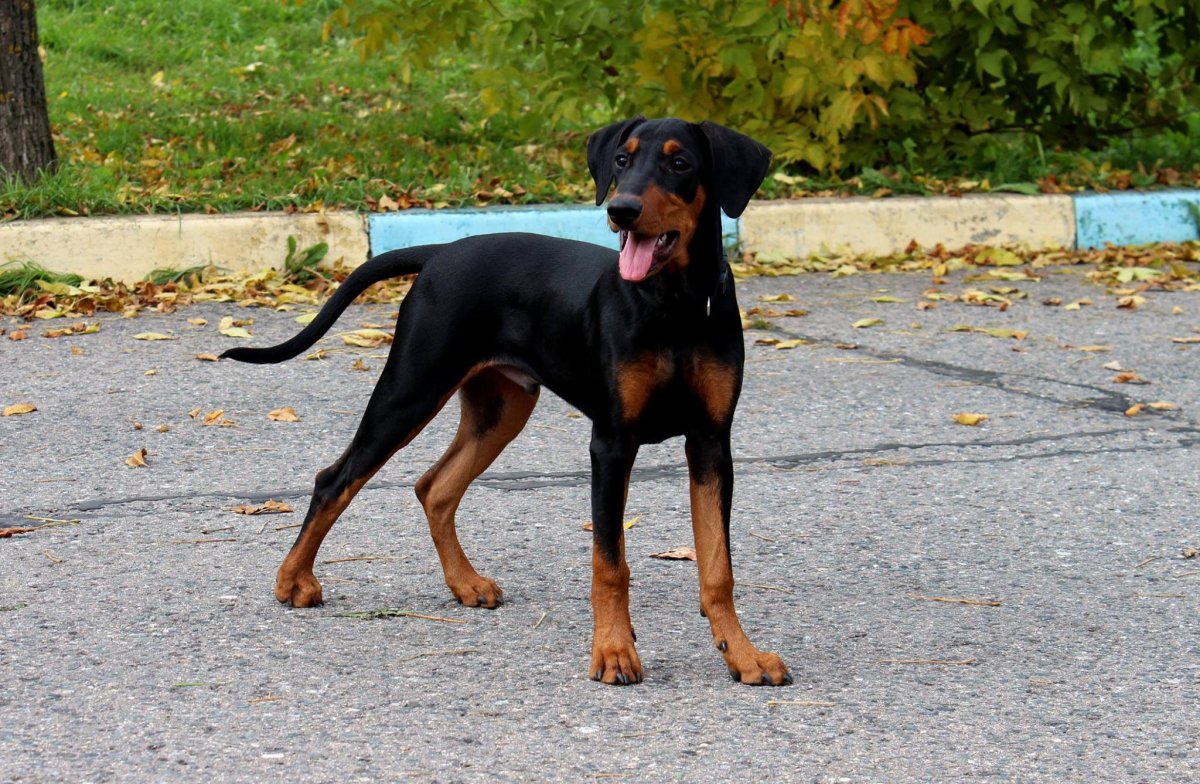 Цвергпинчер и Ягдтерьер сравнение