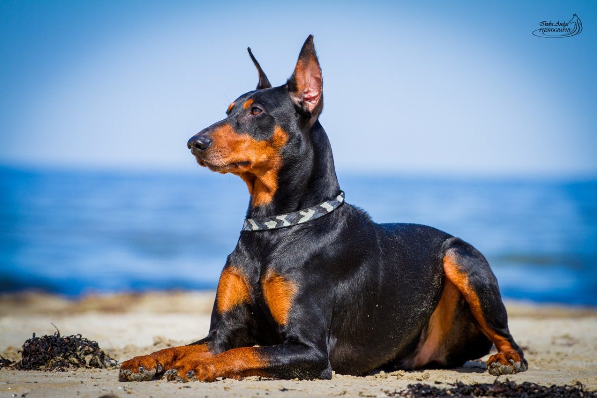 Старонемецкий пинчер