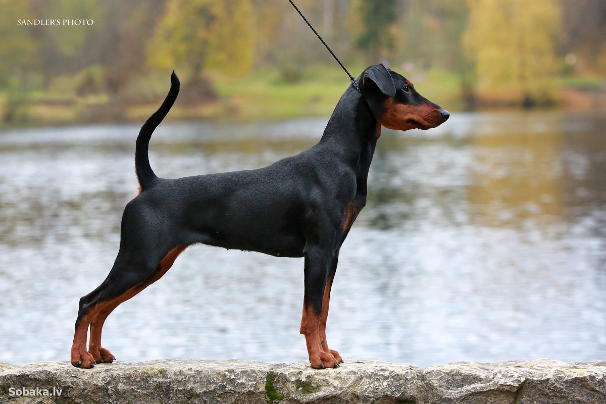 Доберман Эстетика