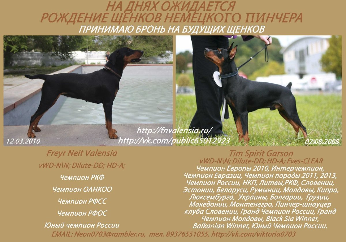 Доберман альбинос