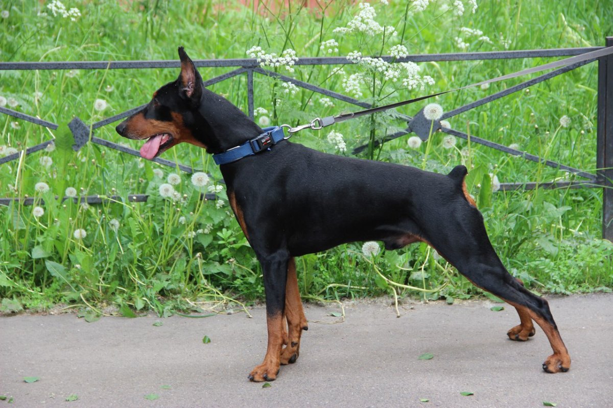 Мини Доберман-пинчер
