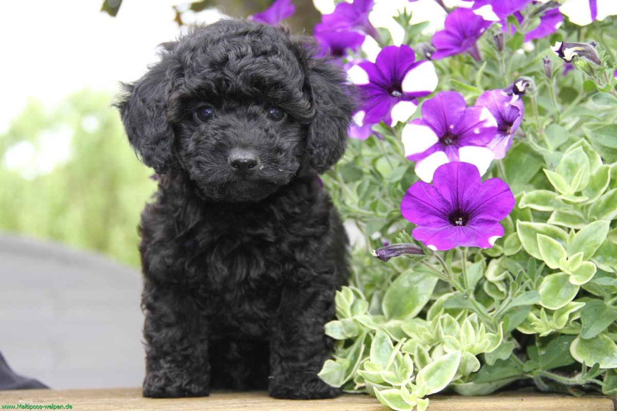 Poodle Puppies