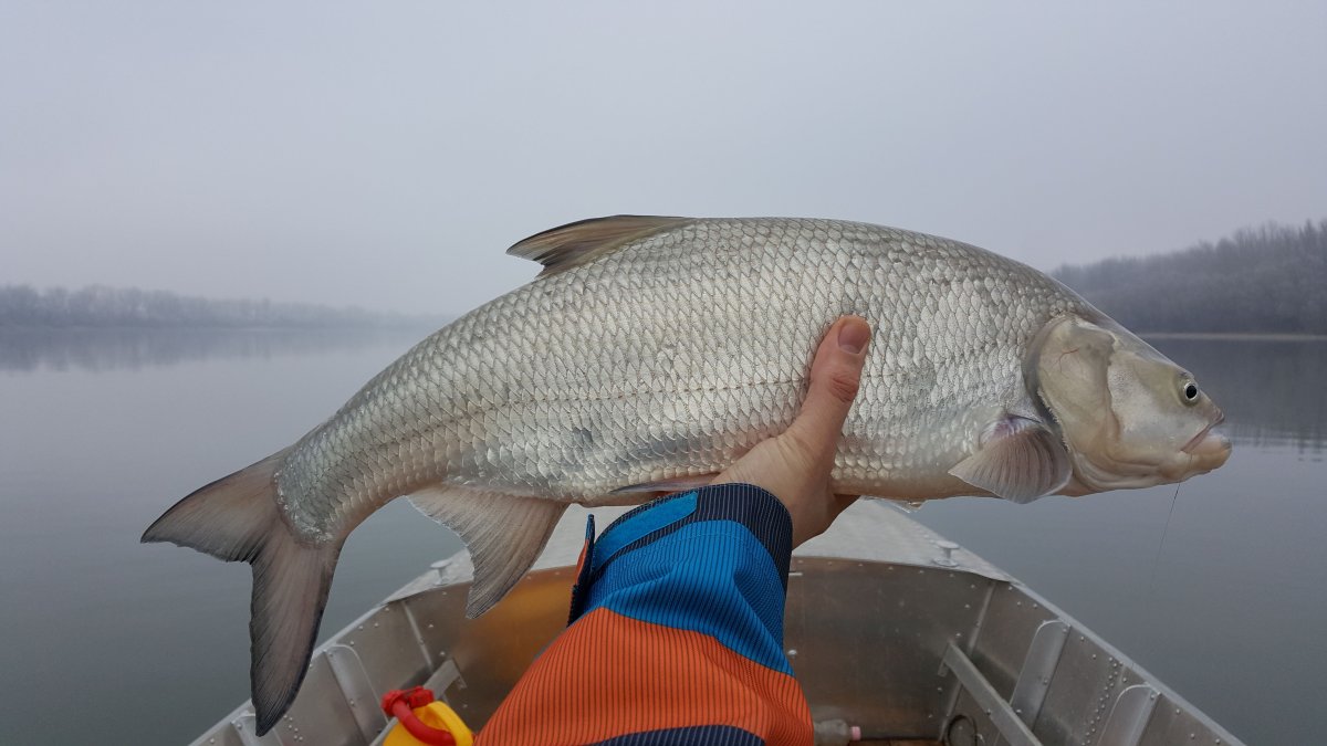 Большой жерех