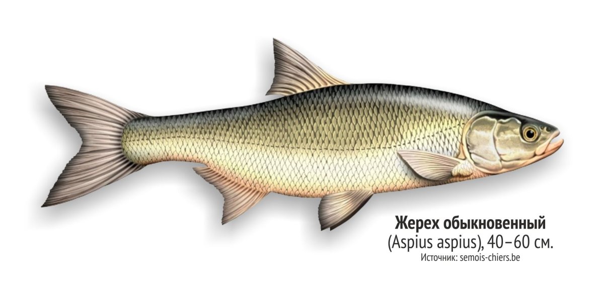 Жерех Амурский