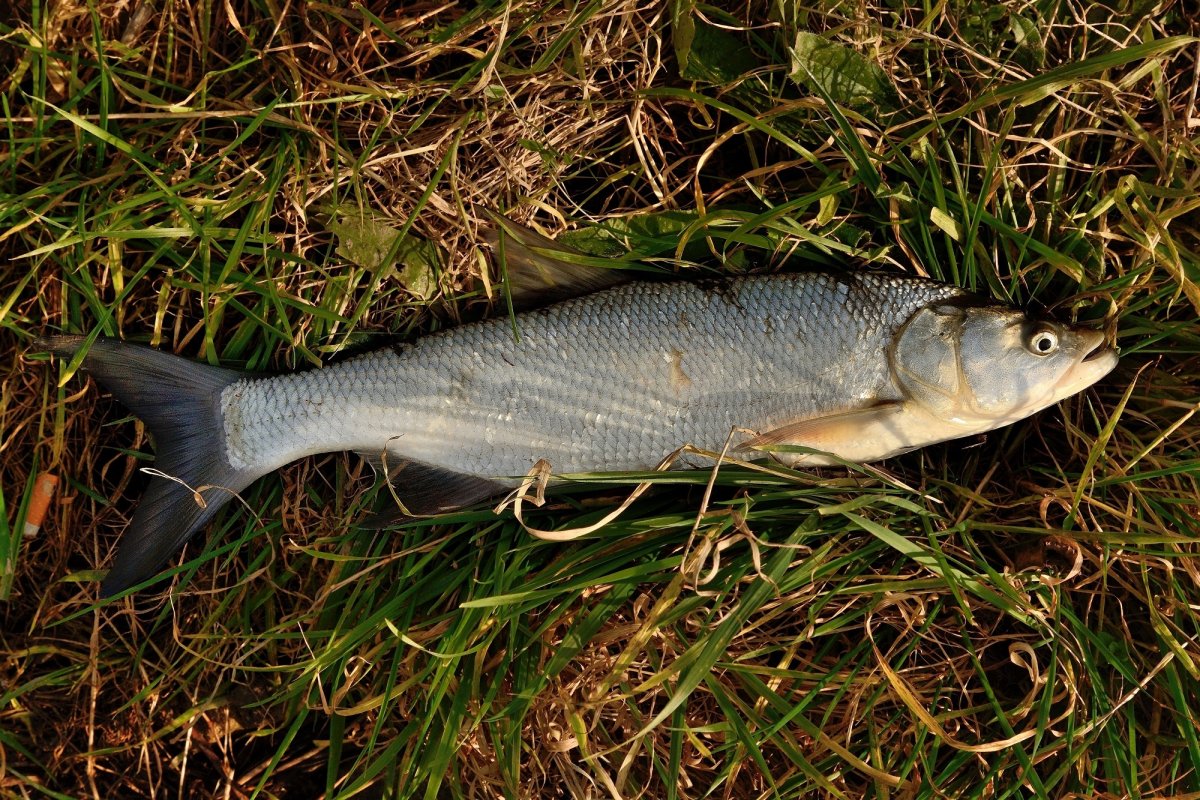 Жерех Aspius Aspius