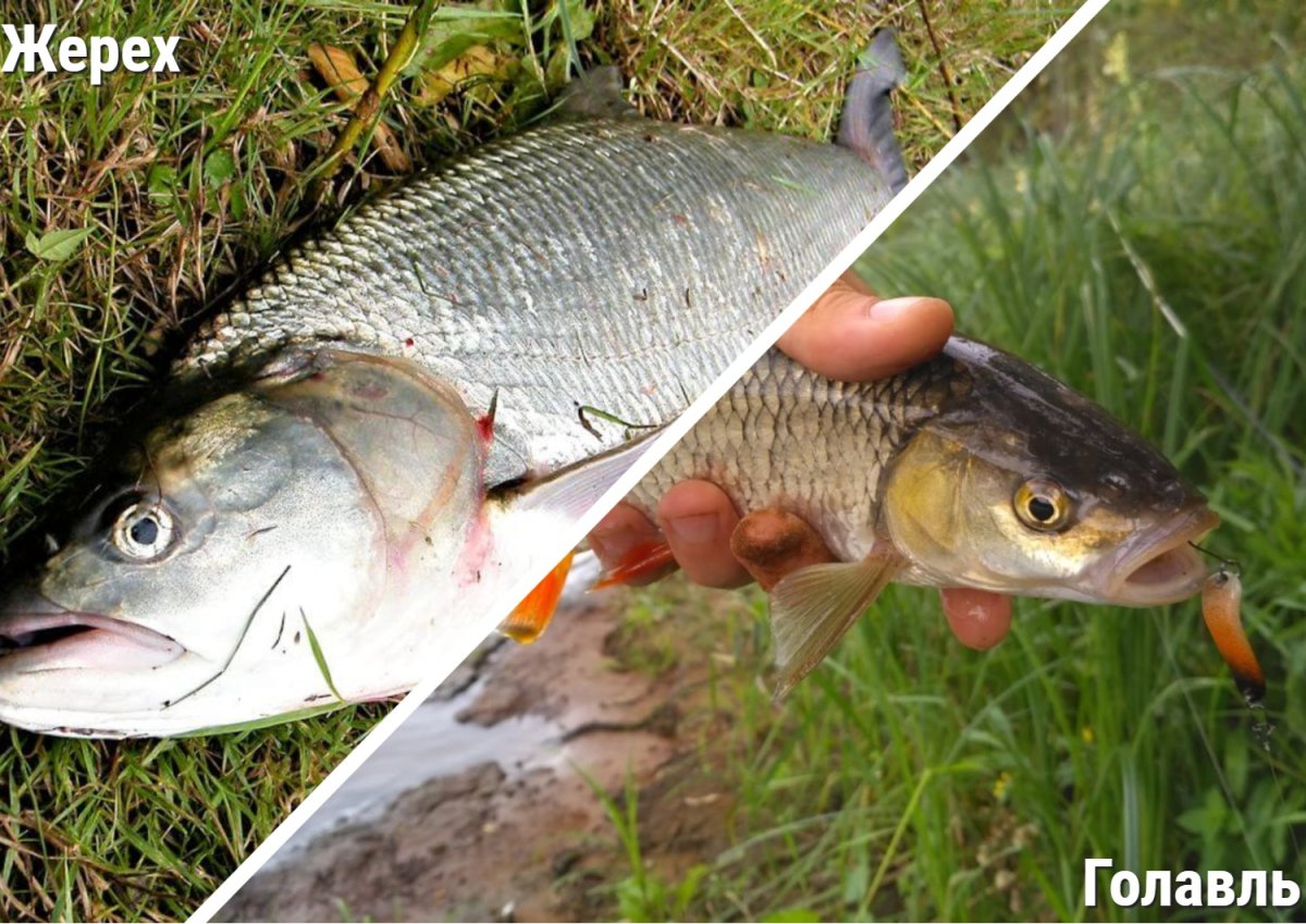 Щука Судак окунь