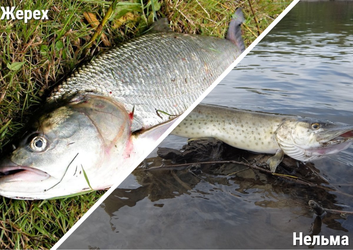 Сельдь Речная