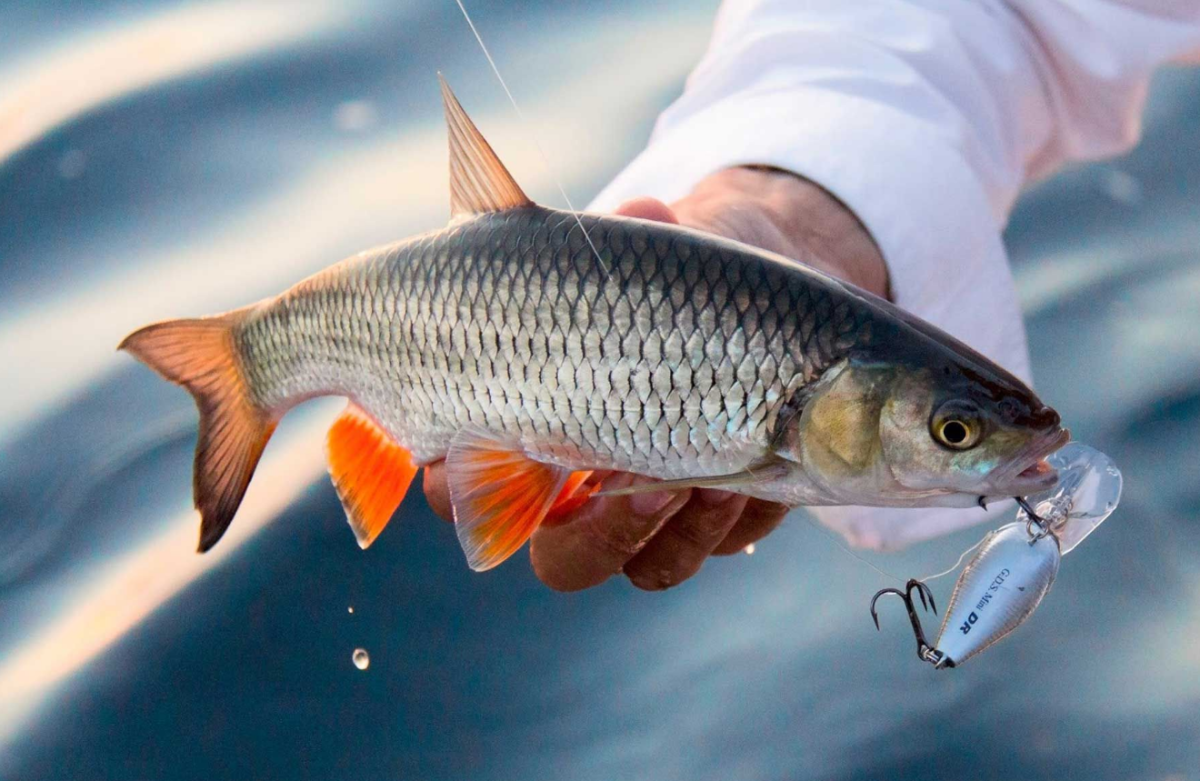 Красногубый жерех